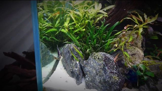 Акваскейп для новичков! Аквариум 180л. Запуск рыбы смотреть онлайн