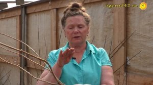 Посадка смородины, гарантия долгого плодоношения