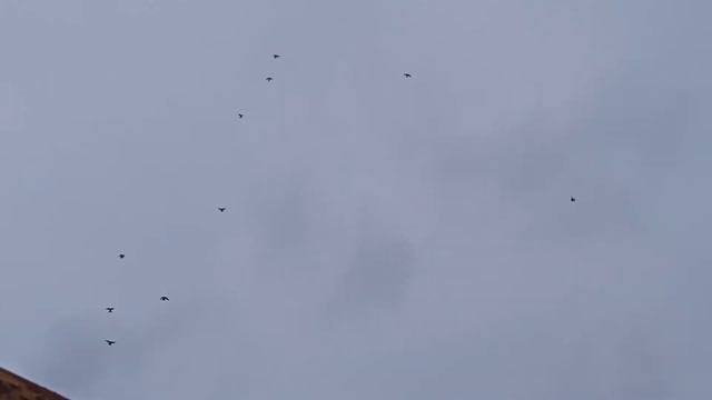 НИКОЛАЕВСКИЕ ГОЛУБИ НАШИ 1.03.2022.г. смотреть онлайн