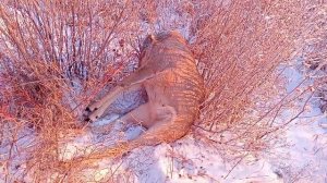 Охота на косулю на 584 метра с карабина АТА Турква ген 2 в 308 вин калибре.