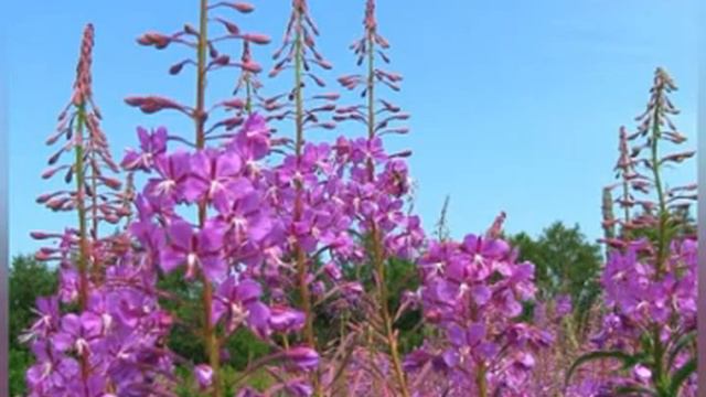 ИВАН ЧАЙ ОЧИЩАЕТ ПЕЧЕНЬ И ПРОТОКИ смотреть онлайн