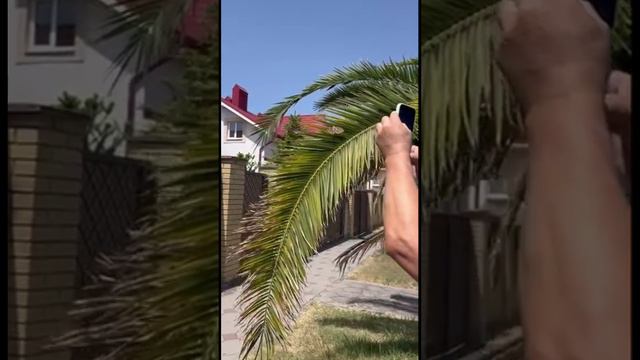 Гигантские бабочки губят пальмы в Сочи! Пальмовый мотылек