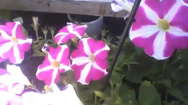 Beautiful pink and white petunia flowers at flower shop, very pretty! [Nature & Animals] смотреть онлайн