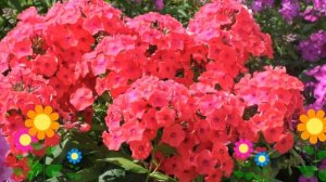 Флокс метельчатый Фламенко (Flamenko). Краткий обзор, описание характеристик, где купить саженцы