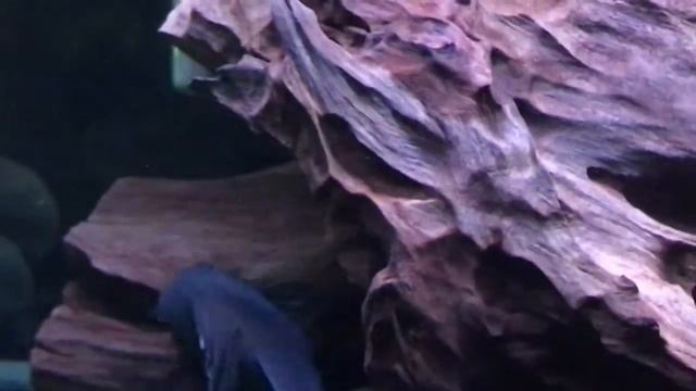 Synodontis Eupterus Catfish смотреть онлайн