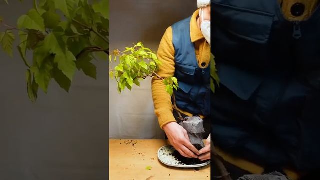 How to bend a Bonsai #18 - Acer Ginnala | Bonsaifly #shorts