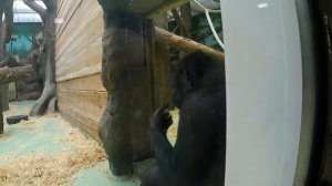 казанский зоопарк 2 часть