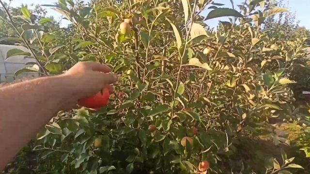 Яблоня Конфетное. Результат ЗИМНЕЙ ОБРЕЗКИ дерева, крона- русское веретено. смотреть онлайн