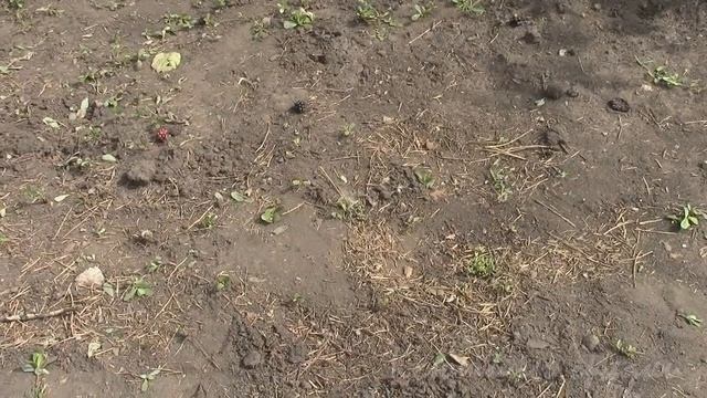 АВГУСТ Готовим грядку для чеснока смотреть онлайн