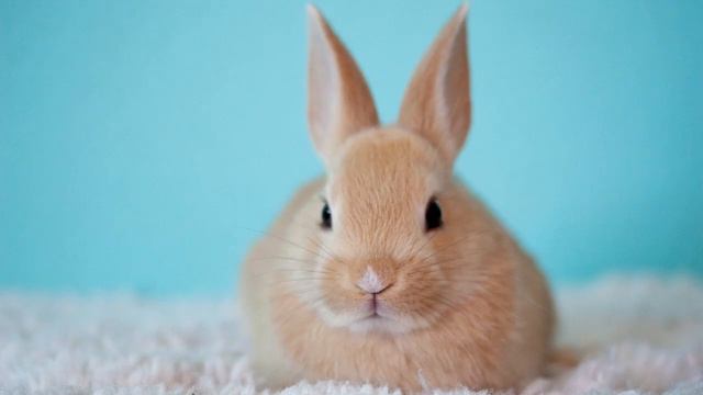 Bunny Rabbits and Upbeat Happy Jazz Music Playlist - Relaxing Happy Vibes to Put You in a Good Mood смотреть онлайн