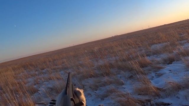 Охота на зайца шустрый русак, сезон 2020-2021 № 90 смотреть онлайн