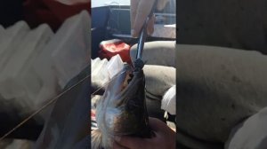 Ловля на МАНДУЛУ