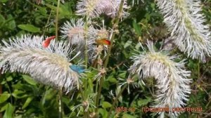 Кровохлебка тупая Альба (sanguisorba obtusa alba) ? обзор: как сажать, рассада кровохлебки Альба