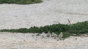 Хохотун черноголовый (Pallas's Gull. Қарабас өгізшағала. Каспийское море.