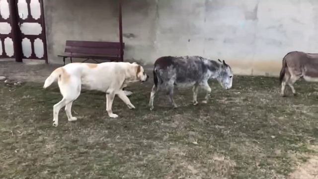 Волкодав больше Осла/Нереальные параметры... смотреть онлайн