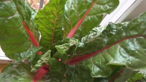 Выращивание зелени зимой дома. Огород на подоконнике. Какие культуры быстро дают полезную зелень