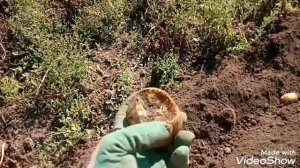 КортофелеКопалка на мотоблок ..