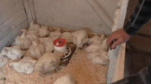 Бройлеры "Хаббард". Цыплятам 1 месяц. Как бройлеры себя чувствуют на глубокой подстилке