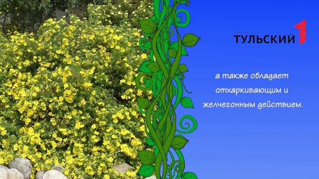 На дачу к Ирине Цветаевой! Выпуск №5