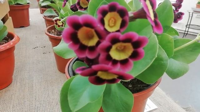 ПРИМУЛЫ АУРИКУЛЫ СЕВЕРО-ЗАПАДА 2022 смотреть онлайн