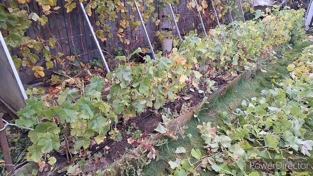 саженцы винограда пора выкапывать. смотреть онлайн