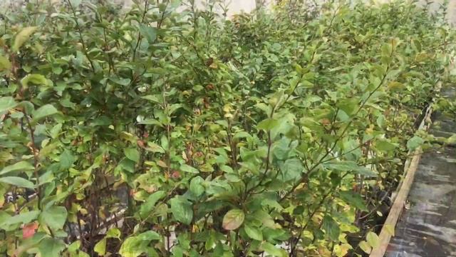 "Садовый Центр № 1" на Новой Риге - Кизильник Блестящий в горшке! смотреть онлайн