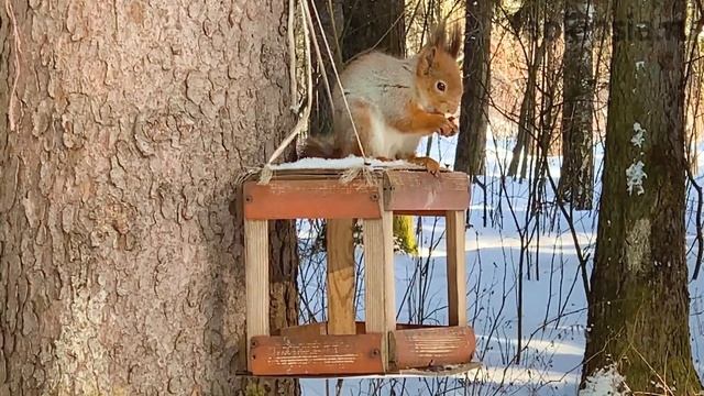 ВЛОГ с Аришей. Мукбанг с белками. Стихи и поэзия. Гимнастика и шпагат. Комитетский лес, март 2021 смотреть онлайн