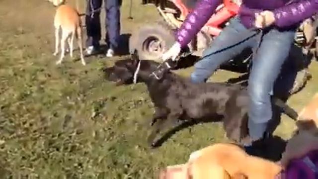 Экзотика ждет своей очереди на курсинге смотреть онлайн