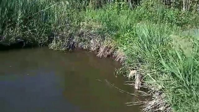 Мой пруд (начал чистить  дно от ила)