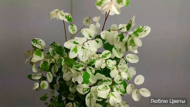 Монолог про цветок - Брейния снежная (Breynia nivosa) смотреть онлайн