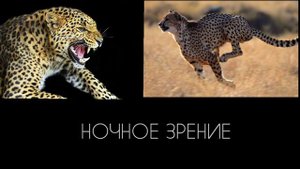 ЛЕОПАРД ПРОТИВ ГЕПАРД А!