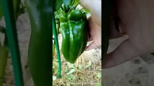 Перец Гасконец F1 от Аэлиты, Джемени F1 от Партнера и другие. Краткий обзор.