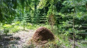 Летом в лесу. Красота леса. Прогулка по лесу