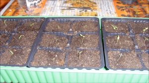 Вербена от и до: посев, всходы, пикировка, посадка в открытый грунт.