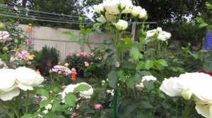 Мой Розовый Сад 2021г.Розы Транквилити. Пьер де Ронсар. Цветение в конце июня.