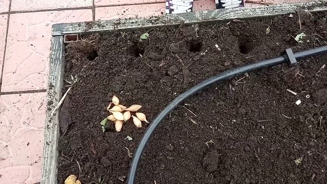 Посадка лука под зиму. Сажаем лук в высокие грядки. смотреть онлайн