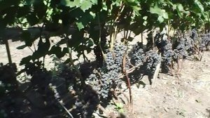 Виноград, ранние сорта для Севера!