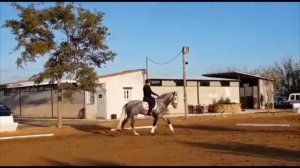 SOLD - FUR - PRE stallion for sale