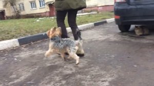 Йоркширский терьер Макс. Дрессировка на положительном подкреплении.