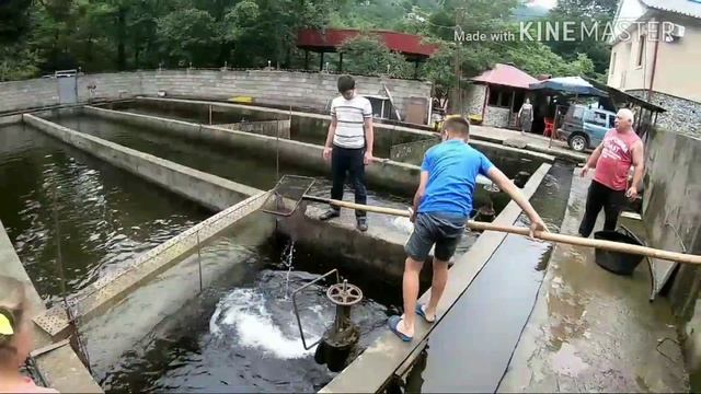 Грузия Форелевая ферма и ресторан Qobroni в с.Кохи Горная Аджария