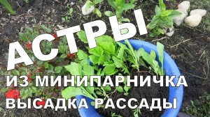 АСТРЫ из минипарника. Высадка рассады астры ✿ Asters from minigreenhouse. Planting