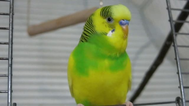 Веселое чириканье волнистого попугайчика / Budgerigar chirping