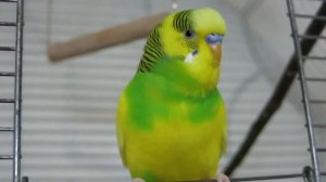 Веселое чириканье волнистого попугайчика / Budgerigar chirping