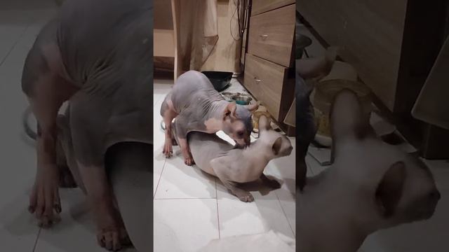 Вязка сфинкса вязка кошек канадский сфинкс эльф Mating of the Canadian Sphynx mating of a cat 18+