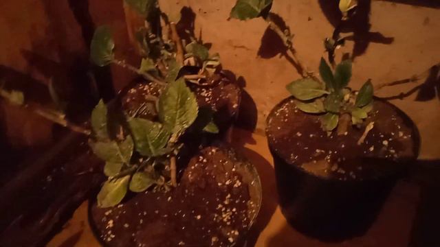 Крупнолистные гортензии в подвале. 15.11.23 смотреть онлайн