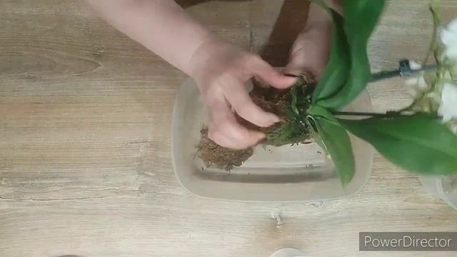 Прикупила орхидею не phal. Burgundy, а phal. Little Snow в цветочном магазине. смотреть онлайн