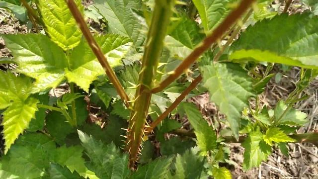 ЕЖЕВИКА. РЕМОНТАНТНЫЕ СОРТА В МАЕ. смотреть онлайн