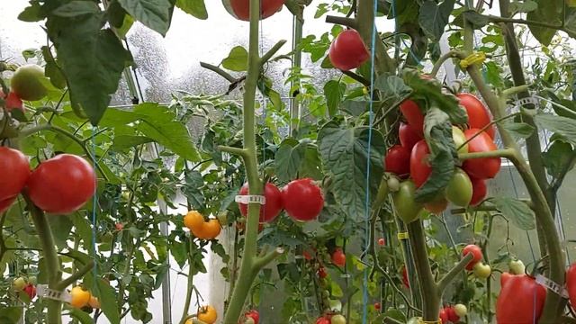 Заключительный ролик по томатам! Выводы сезона 2022. смотреть онлайн