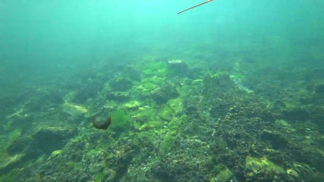 Подводный мир Черного моря.Рыбалка под водой в Черноморске.