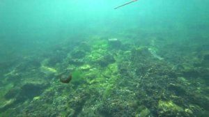 Подводный мир Черного моря.Рыбалка под водой в Черноморске.